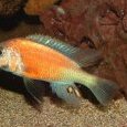 haplochromis hippopoint salmon mâle