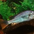 Haplochromis piceatus mâle