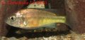 haplochromis hippopoint salmon mâle ( dominé)