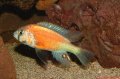 haplochromis hippopoint salmon mâle