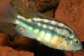 haplochromis rockkribensis floride mâle
